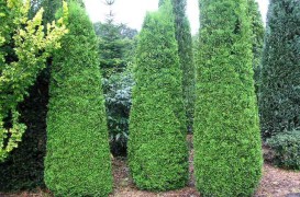 Coniferele - forme care pot personaliza gradina