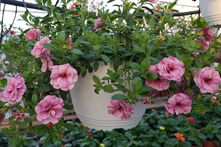 Decor De Sezon Cu Plante Mixte Curgatoare De La Biosolaris