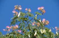 Arborele de mătase: un arbore exotic spectaculos pentru grădină