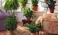 10 plante de interior care purifica aerul!