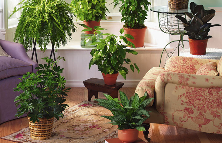 10 plante de interior care purifica aerul!