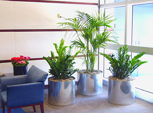 Obiecte de decor vii: plantele de interior
