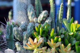 Plante de apartament. Un colt decorativ, cu cactusi si suculente