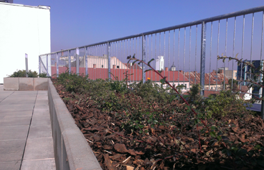 Acoperisurile verzi castiga teren si in centru orasului Cluj-Napoca 
