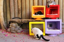 O idee originala pentru proprietarii de pisici: refolositi obiecte de plastic