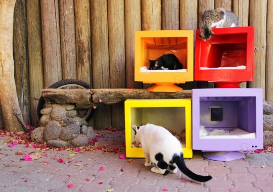 O idee originala pentru proprietarii de pisici: refolositi obiecte de plastic