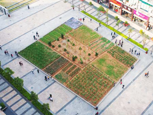 Peste noapte in Shenzhen a aparut o gradina urbana de legume