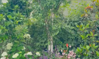 Studio Garden - Amenajare gradina