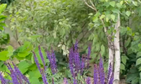 Studio Garden - Amenajare gradina
