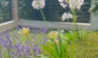 Studio Garden - Amenajare gradina